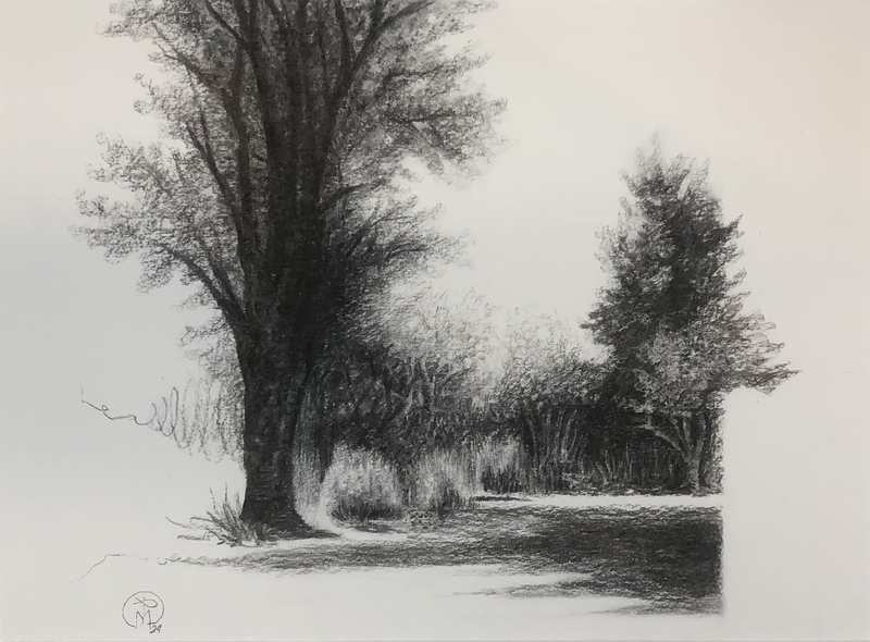 Trees in Strathcona park