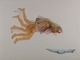 Ichthyology Cha-Cha